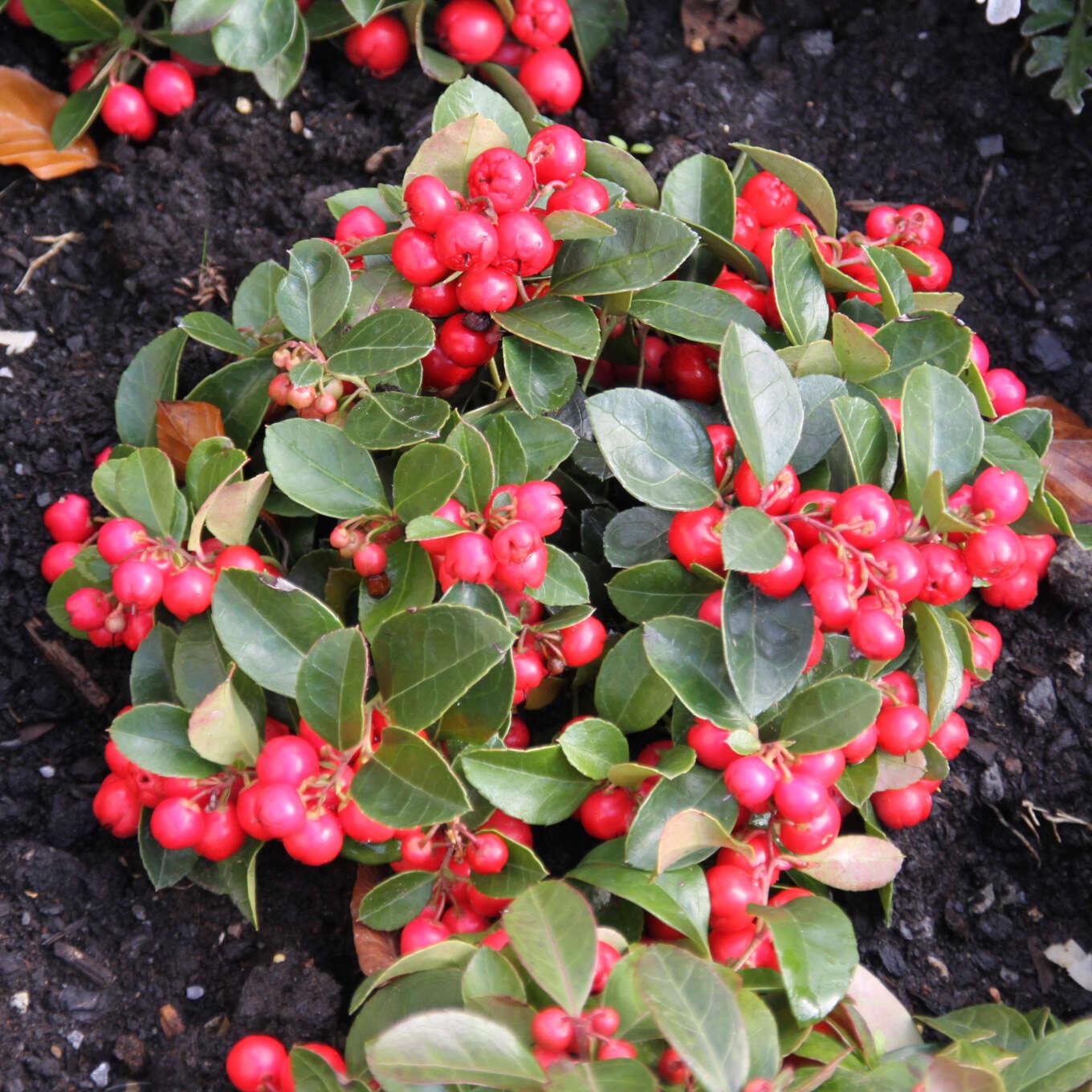 Gaultheria Procumbens White - View 8 from www redcrocus com