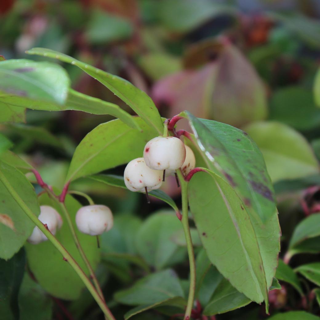 Gaultheria Procumbens White - View 9 from www redcrocus com