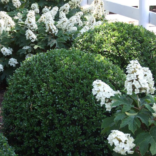 Buxus Newgen Liberty Belle - View 10 from www redcrocus com
