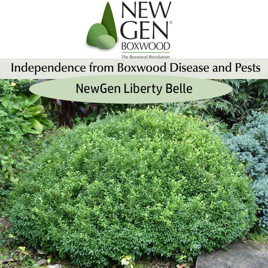 Buxus Newgen Liberty Belle - View 1 from www redcrocus com