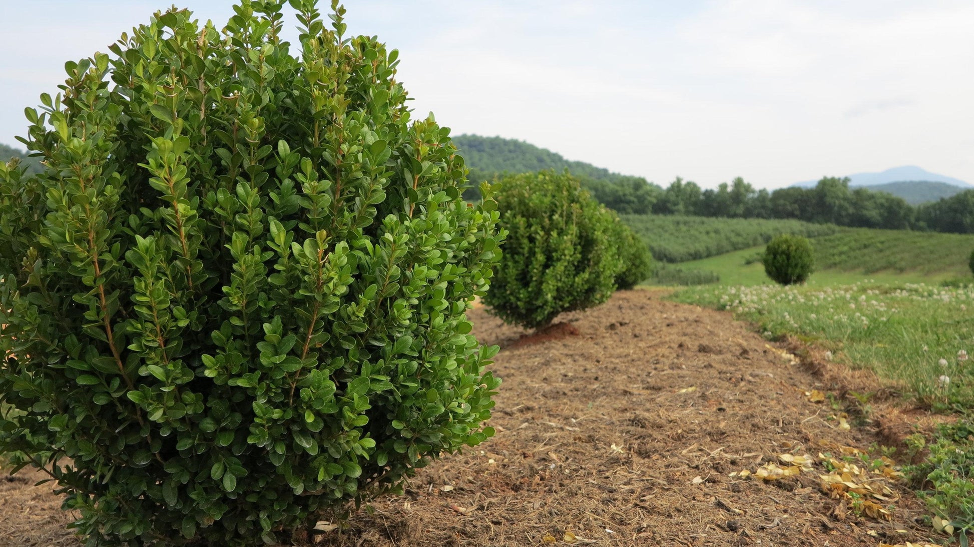 Buxus Newgen Liberty Belle - View 2 from www redcrocus com
