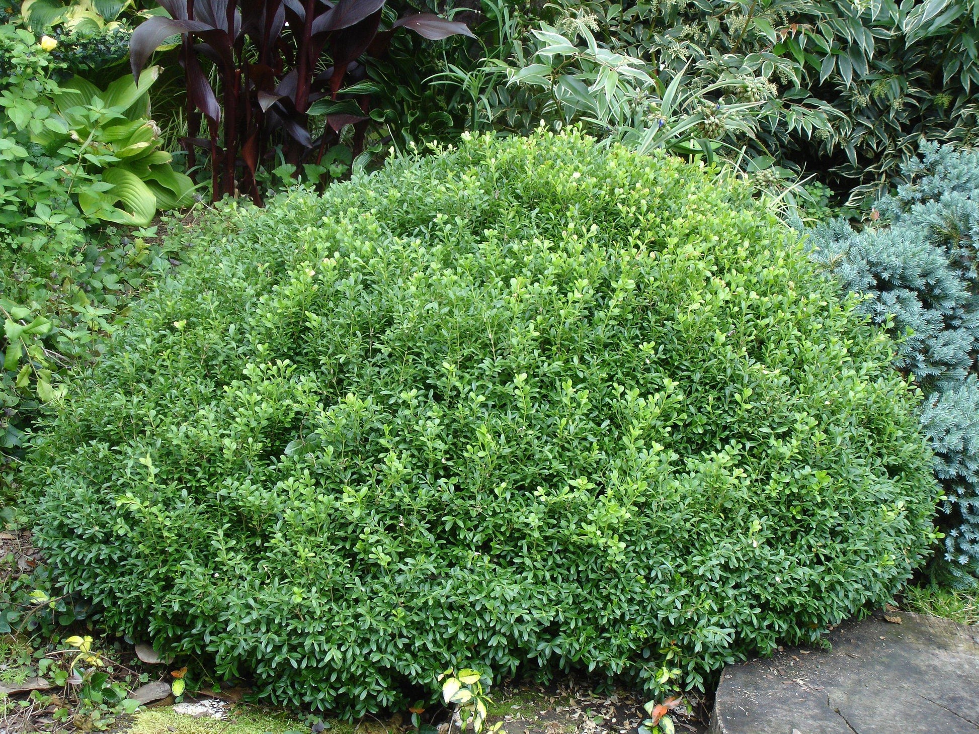 Buxus Newgen Liberty Belle - View 3 from www redcrocus com
