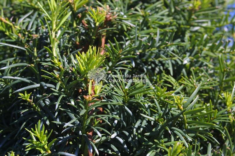 Taxus Cuspidata Capitata - View 4 from www redcrocus com