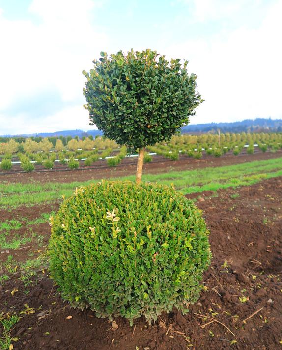 Buxus Sempervirens 2 Ball - View 3 from www redcrocus com