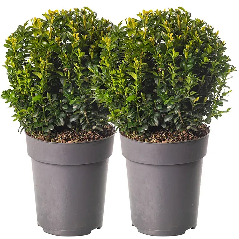 Buxus Sempervirens 2 Ball - View 8 from www redcrocus com