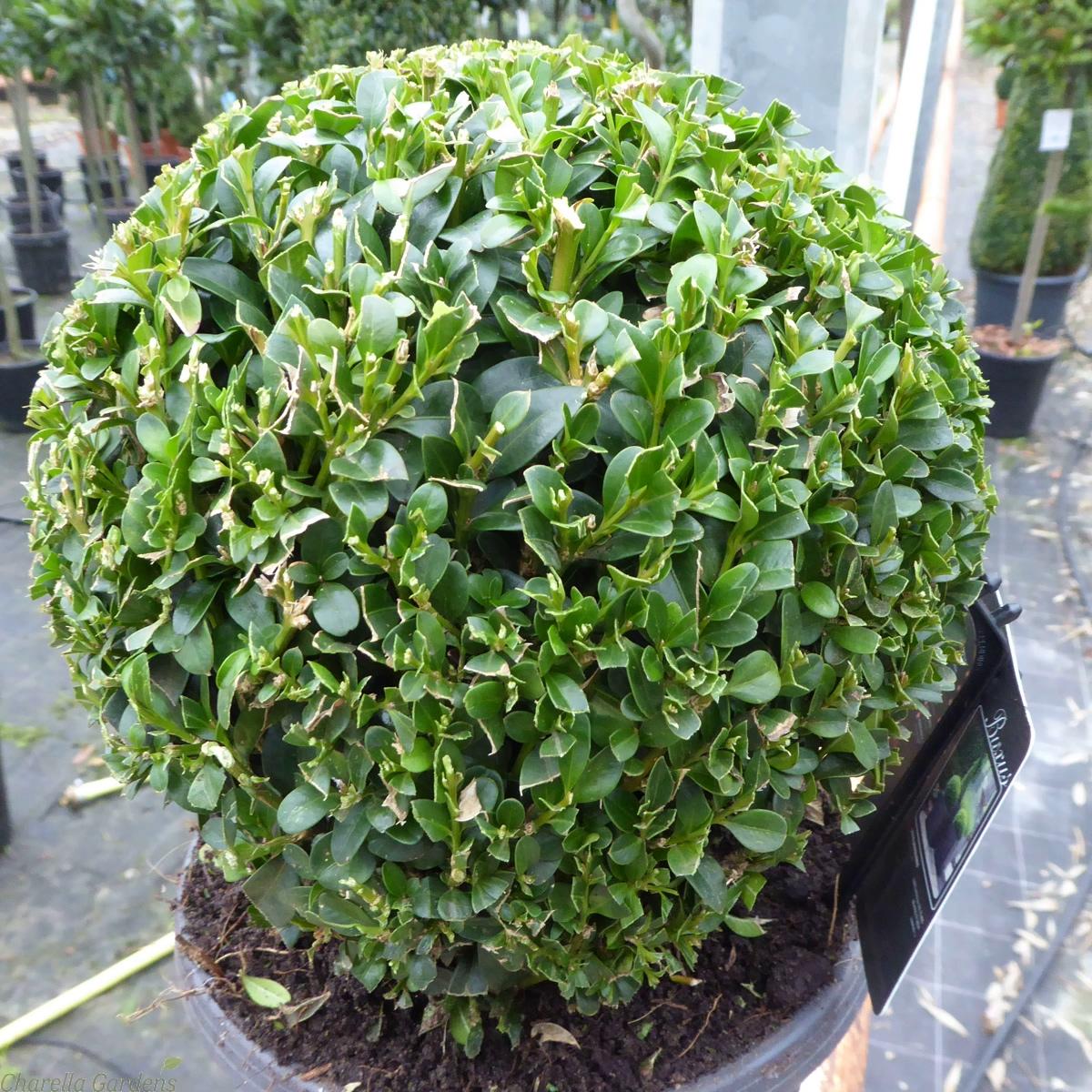 Buxus Sempervirens 2 Ball - View 9 from www redcrocus com