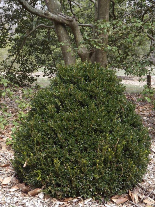 Buxus Insularis Justin Brouwers - View 10 from www redcrocus com