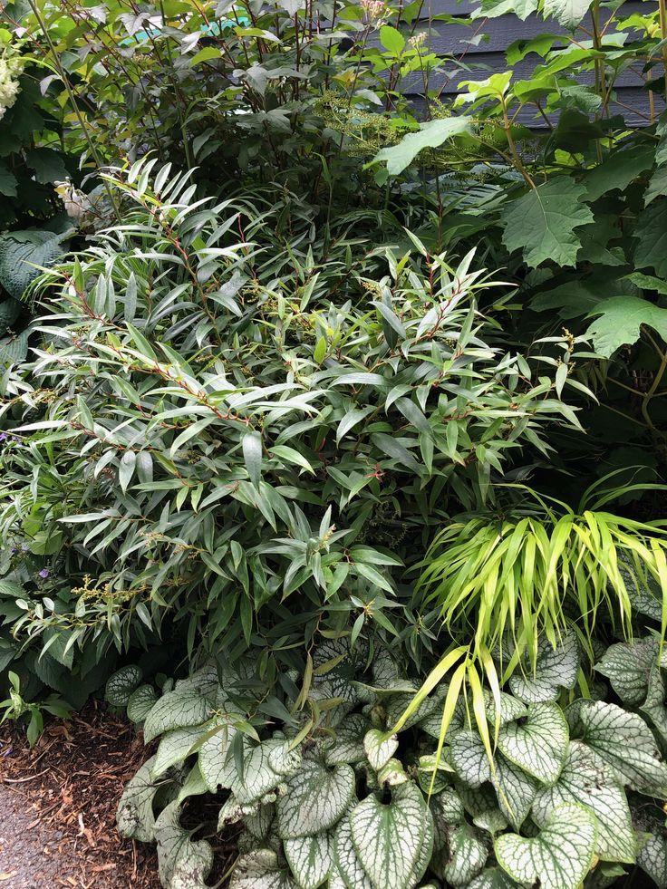 Leucothoe Axillaris Rejoyce - View 15 from www redcrocus com