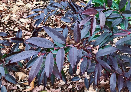 Leucothoe Axillaris Rejoyce - View 1 from www redcrocus com
