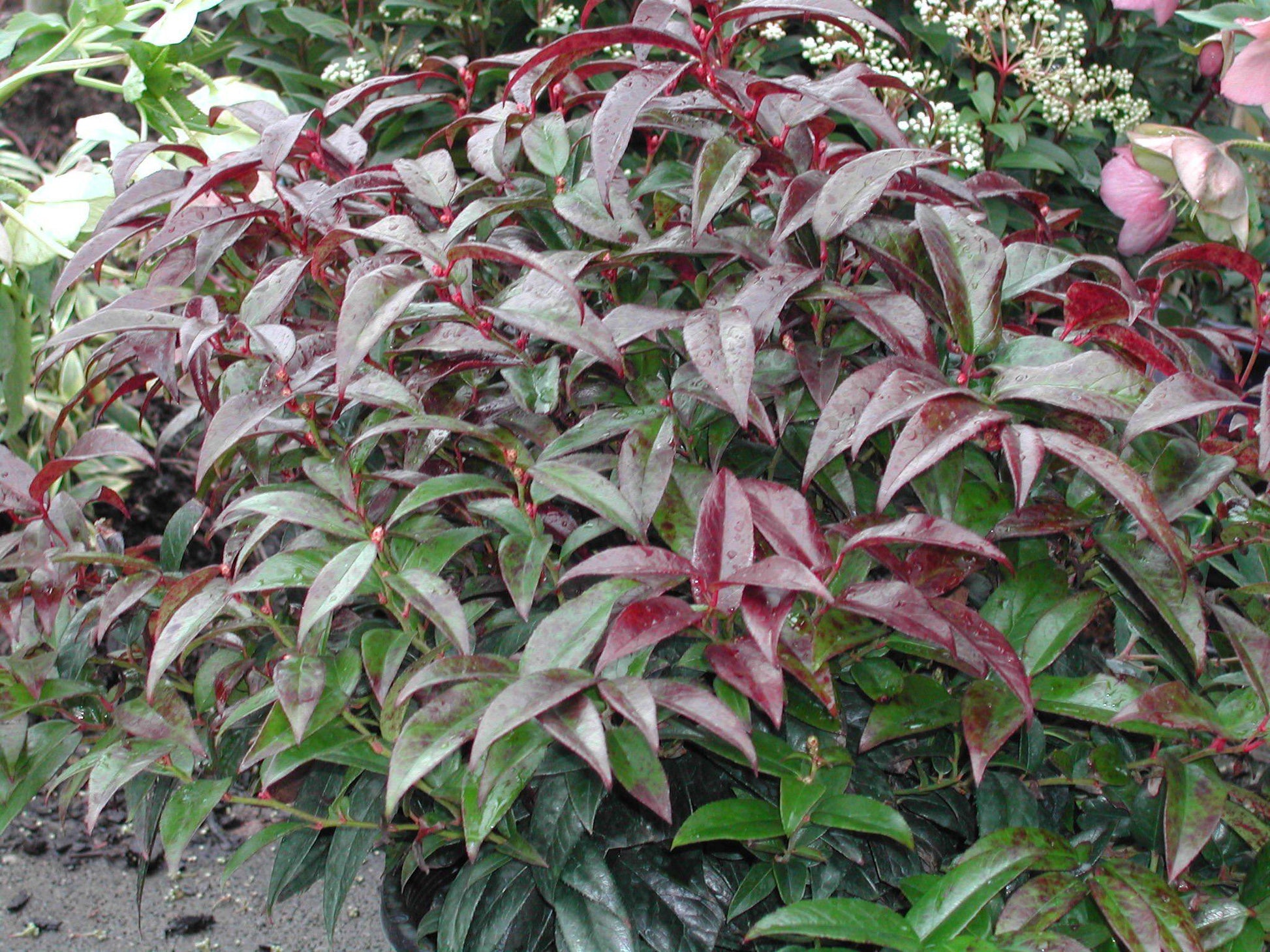 Leucothoe Axillaris Rejoyce - View 6 from www redcrocus com