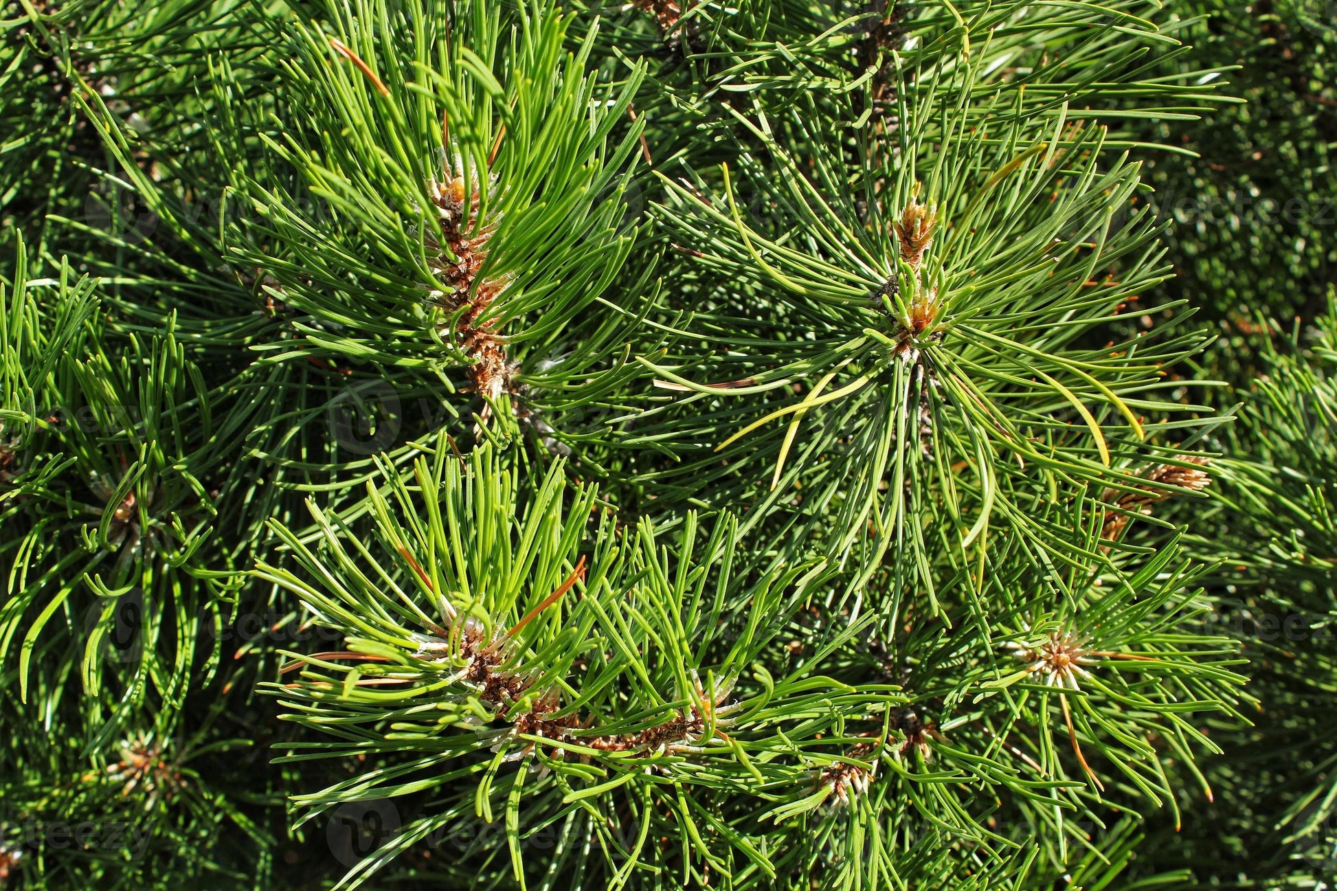 Pinus Mugo Pumilio Tree Form - View 12 from www redcrocus com