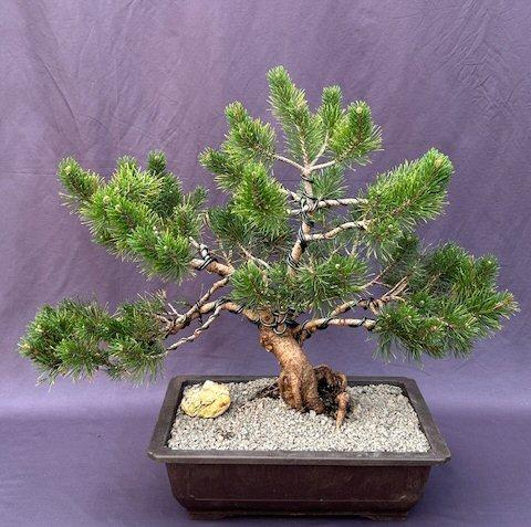 Pinus Mugo Pumilio Tree Form - View 15 from www redcrocus com
