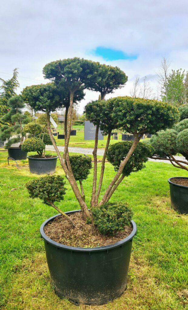 Taxus Cuspidata Globosa - View 12 from www redcrocus com