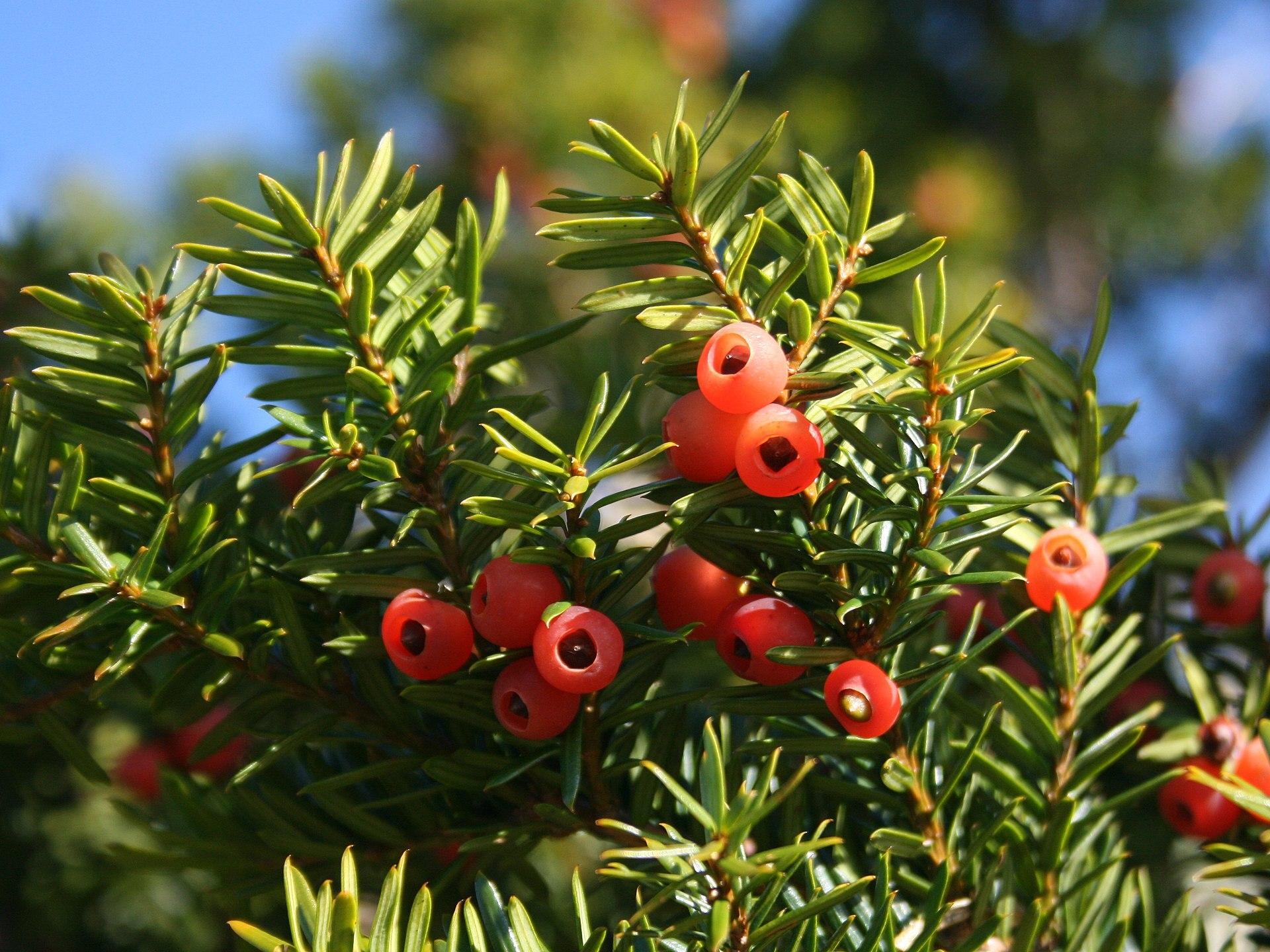 Taxus Cuspidata Globosa - View 3 from www redcrocus com