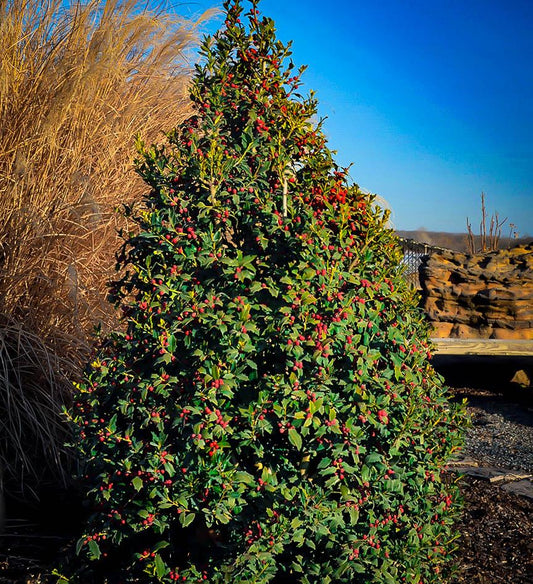 Ilex X 'christmas Jewel' - View 1 from www redcrocus com