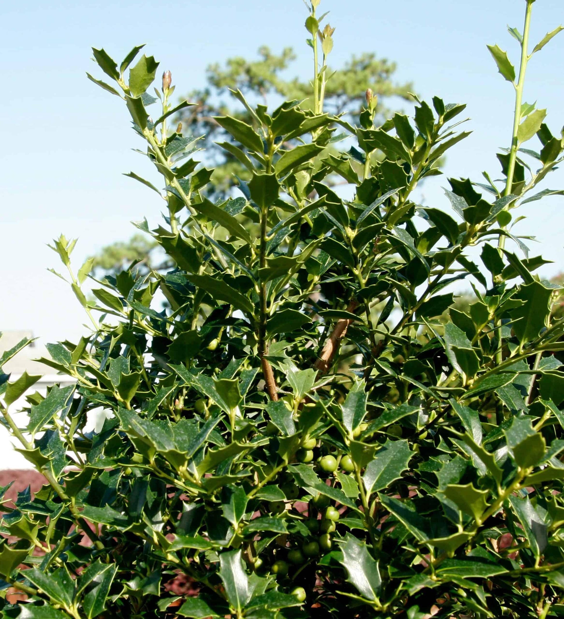 Ilex X 'christmas Jewel' - View 5 from www redcrocus com
