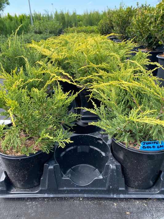 Juniperus Chinensis 'pfitzeriana Gold Lace' - View 10 from www redcrocus com