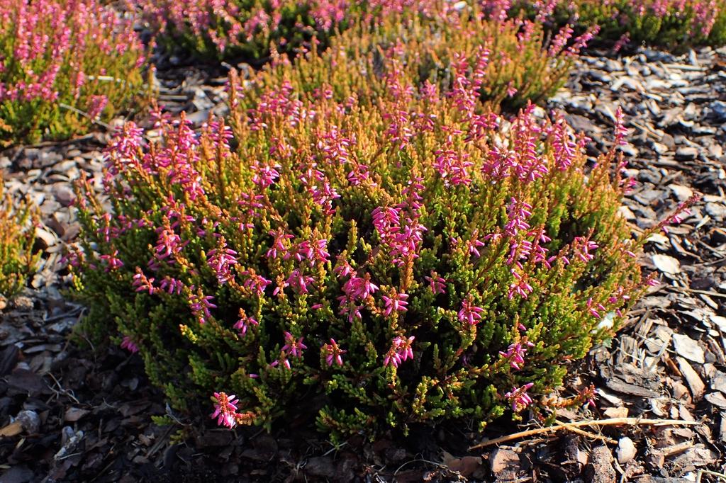 Calluna Vulgaris 'dark Beauty' - View 10 from www redcrocus com