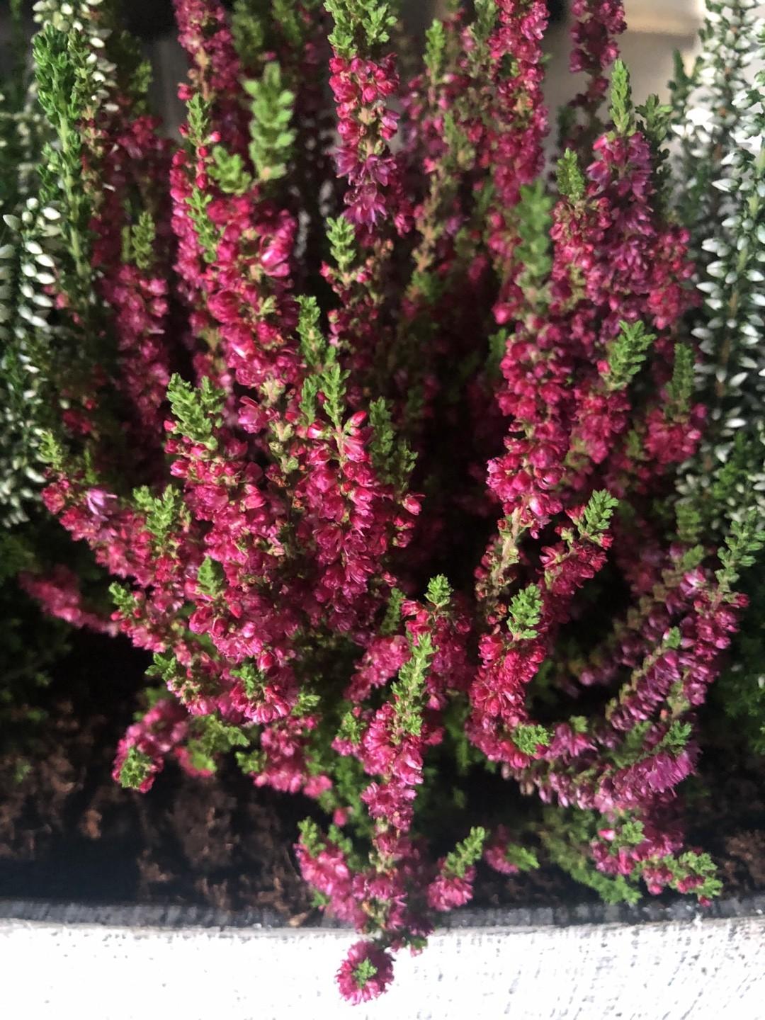 Calluna Vulgaris 'dark Beauty' - View 14 from www redcrocus com