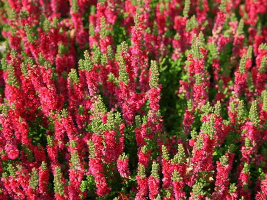 Calluna Vulgaris 'dark Beauty' - View 1 from www redcrocus com