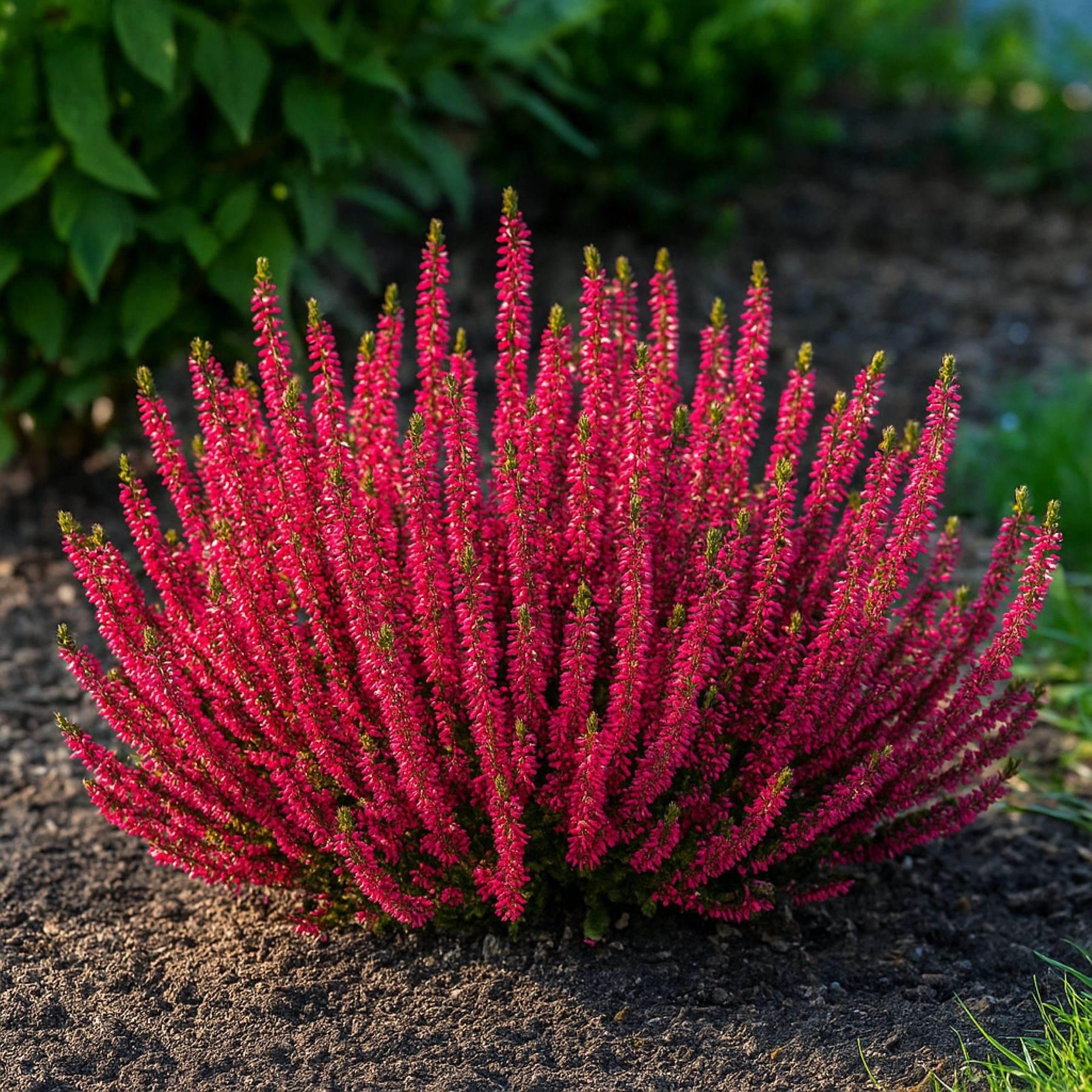 Calluna Vulgaris 'dark Beauty' - View 21 from www redcrocus com