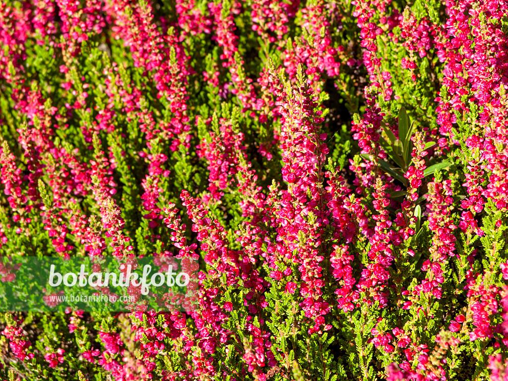 Calluna Vulgaris 'dark Beauty' - View 28 from www redcrocus com