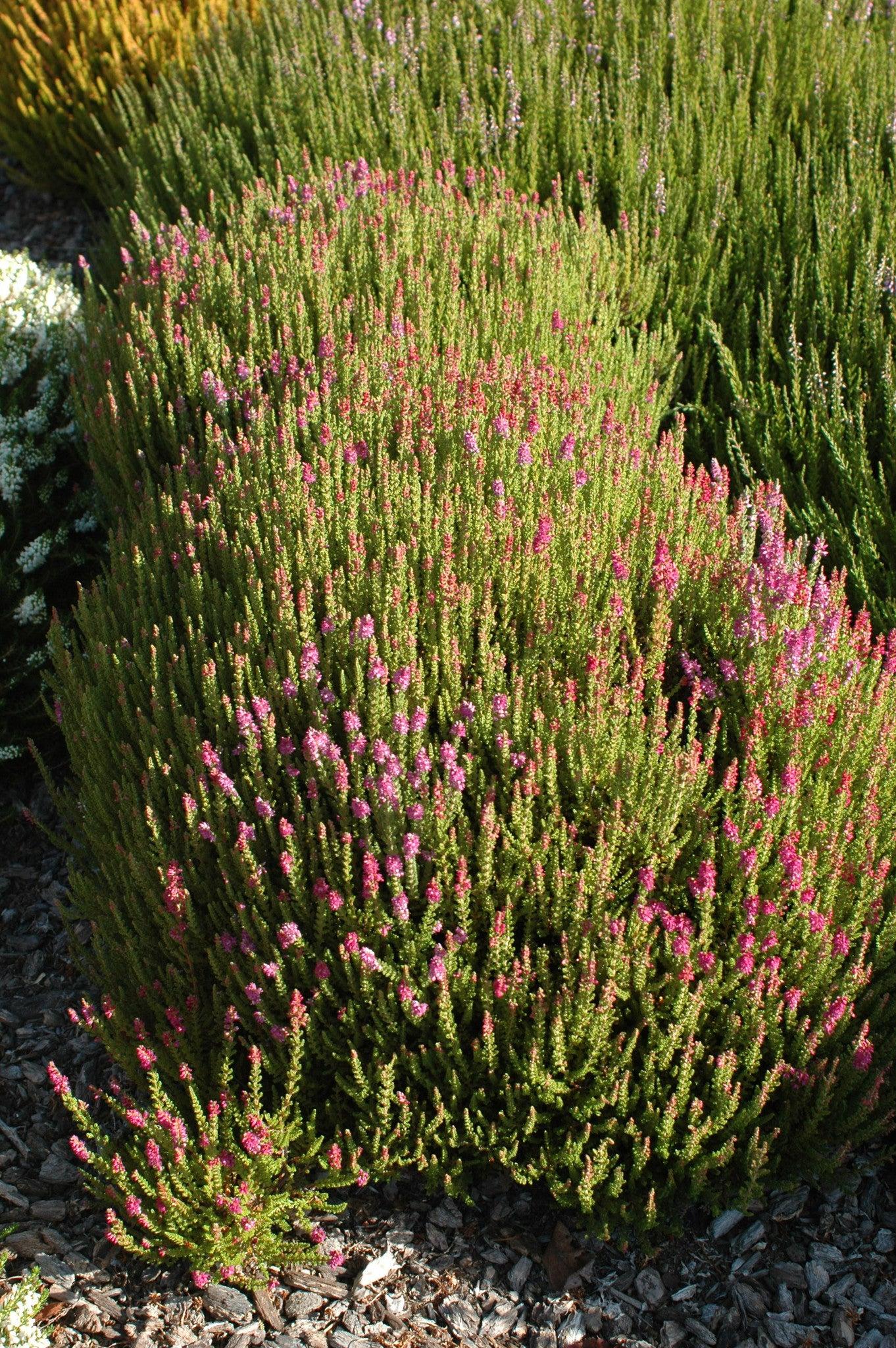 Calluna Vulgaris 'dark Beauty' - View 32 from www redcrocus com
