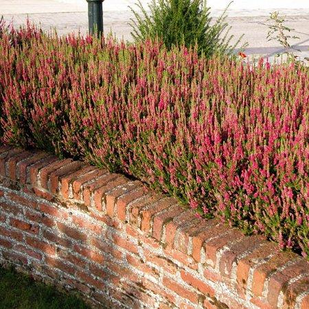 Calluna Vulgaris 'dark Beauty' - View 6 from www redcrocus com