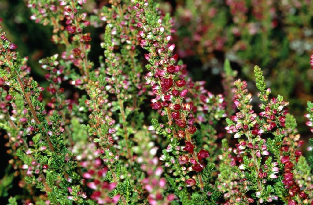Calluna Vulgaris 'dark Beauty' - View 8 from www redcrocus com