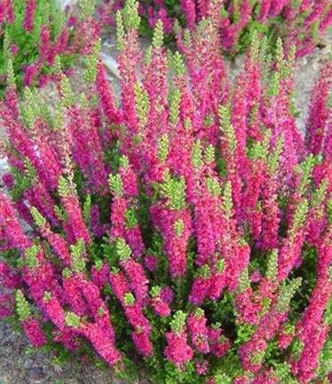 Calluna Vulgaris 'dark Beauty' - View 9 from www redcrocus com