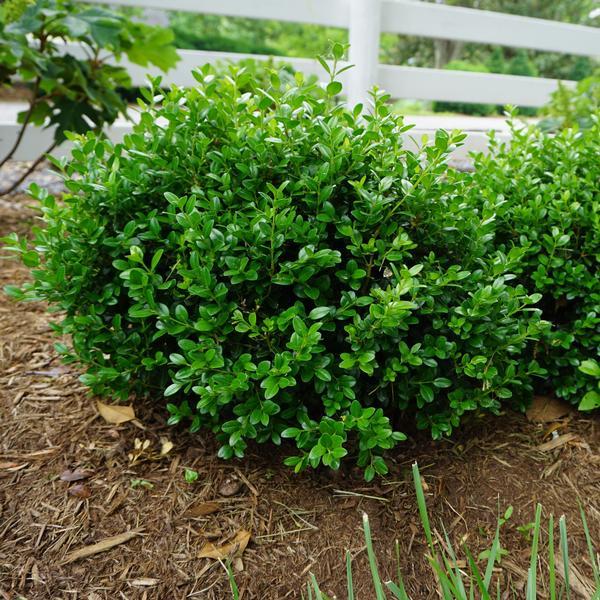 Buxus Microphylla 'little Missy' - View 10 from www redcrocus com
