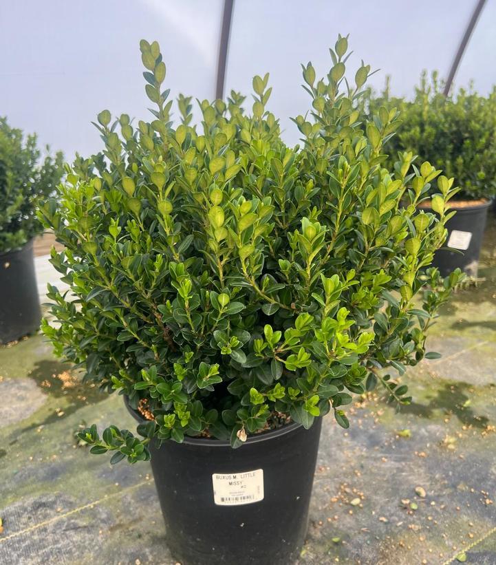 Buxus Microphylla 'little Missy' - View 11 from www redcrocus com