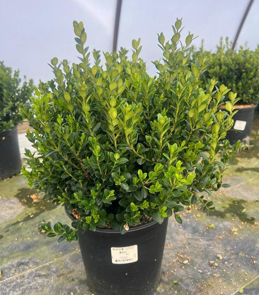 Buxus Microphylla 'little Missy' - View 11 from www redcrocus com