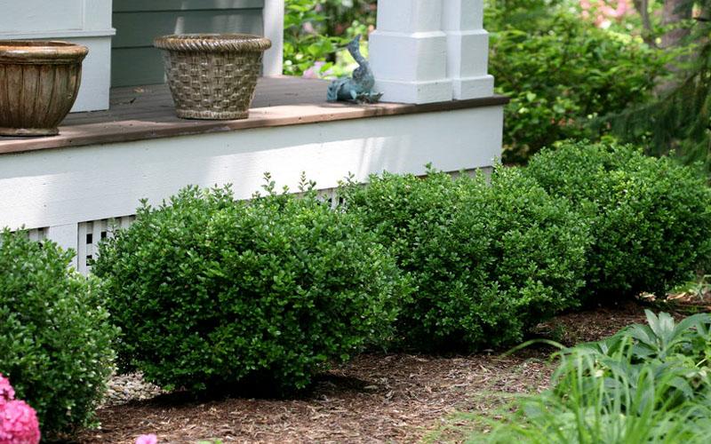 Buxus Microphylla 'little Missy' - View 12 from www redcrocus com