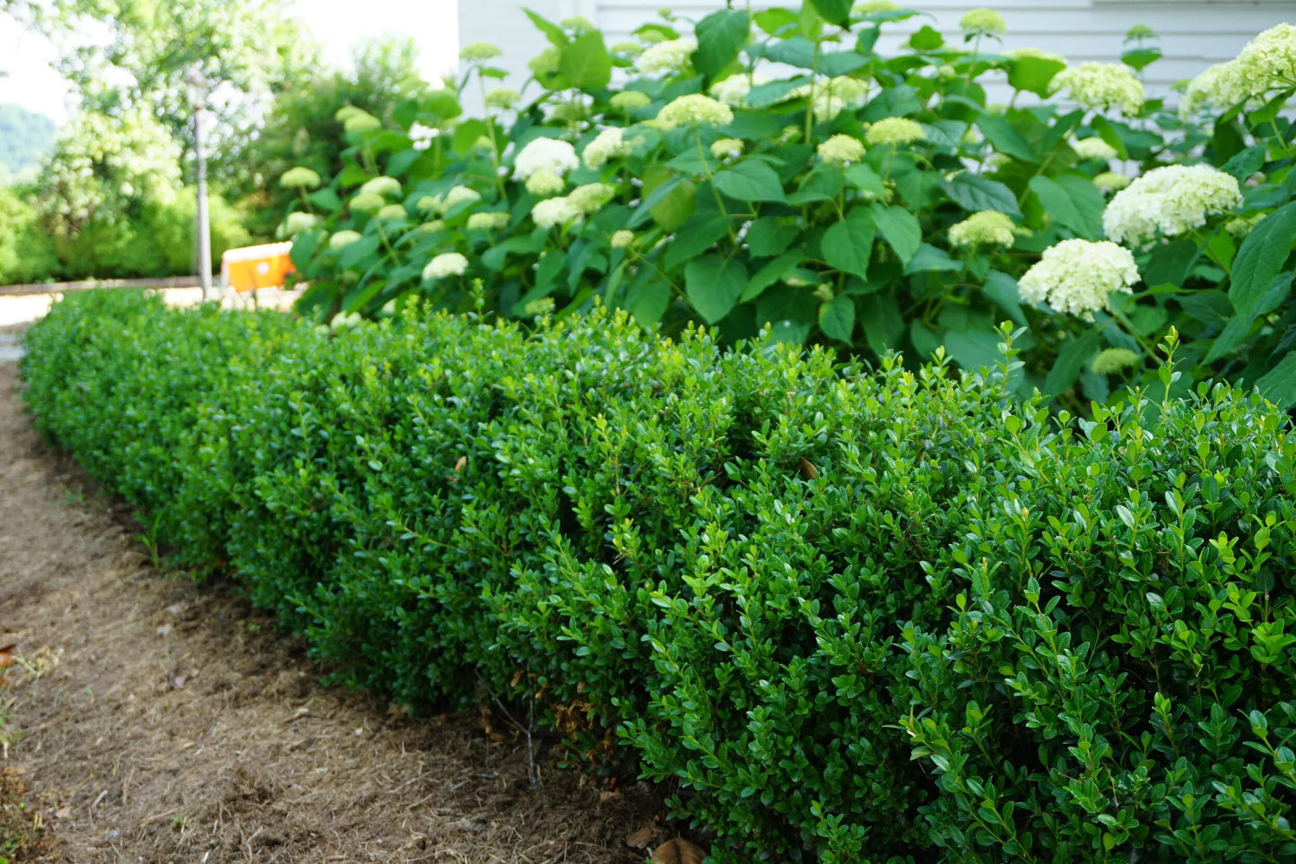 Buxus Microphylla 'little Missy' - View 13 from www redcrocus com
