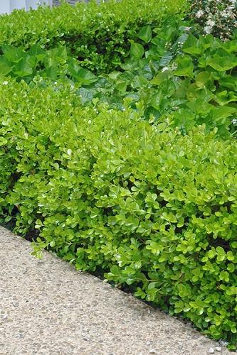 Buxus Microphylla 'little Missy' - View 16 from www redcrocus com