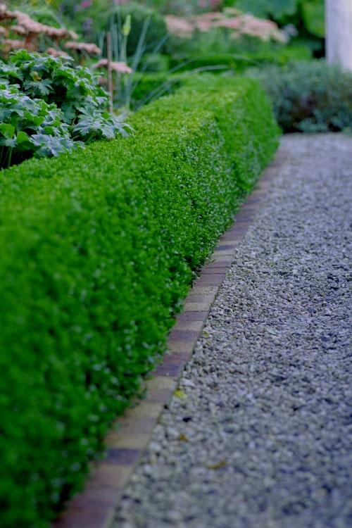 Buxus Microphylla 'little Missy' - View 17 from www redcrocus com
