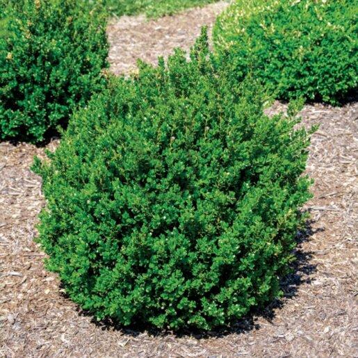 Buxus Microphylla 'little Missy' - View 18 from www redcrocus com