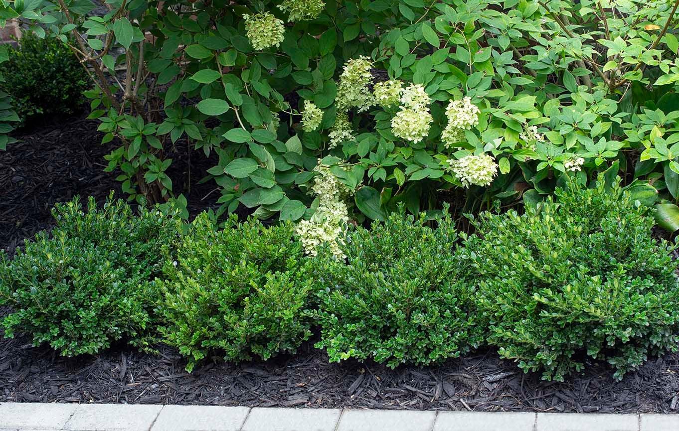 Buxus Microphylla 'little Missy' - View 19 from www redcrocus com