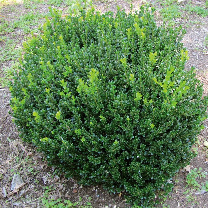 Buxus Microphylla 'little Missy' - View 21 from www redcrocus com