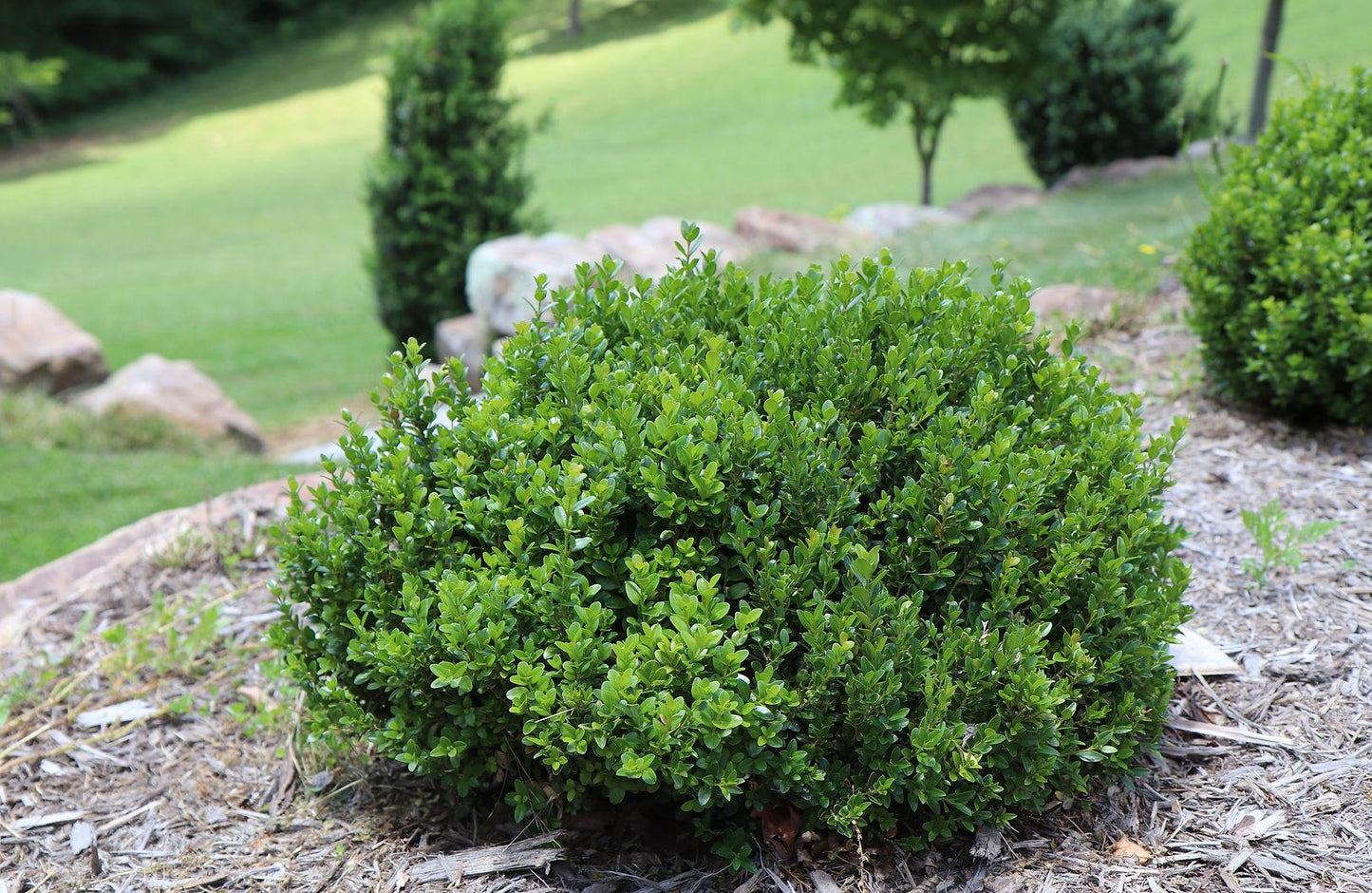 Buxus Microphylla 'little Missy' - View 23 from www redcrocus com