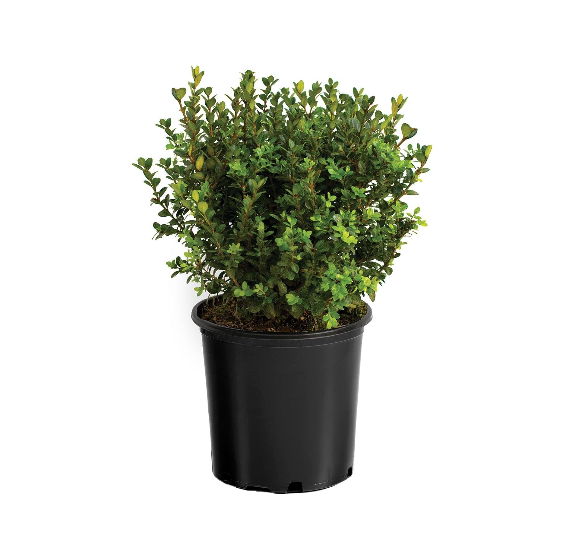 Buxus Microphylla 'little Missy' - View 25 from www redcrocus com