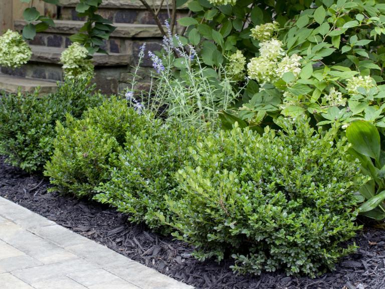 Buxus Microphylla 'little Missy' - View 26 from www redcrocus com