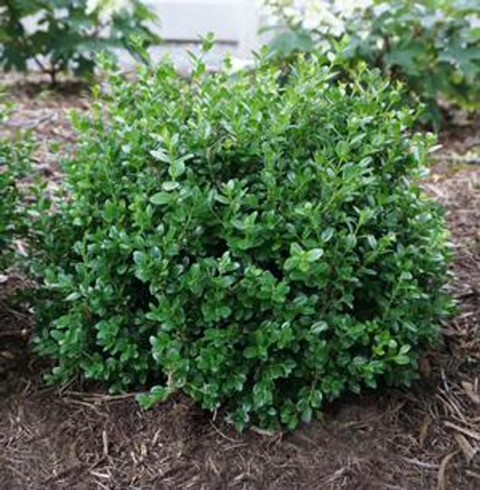 Buxus Microphylla 'little Missy' - View 27 from www redcrocus com