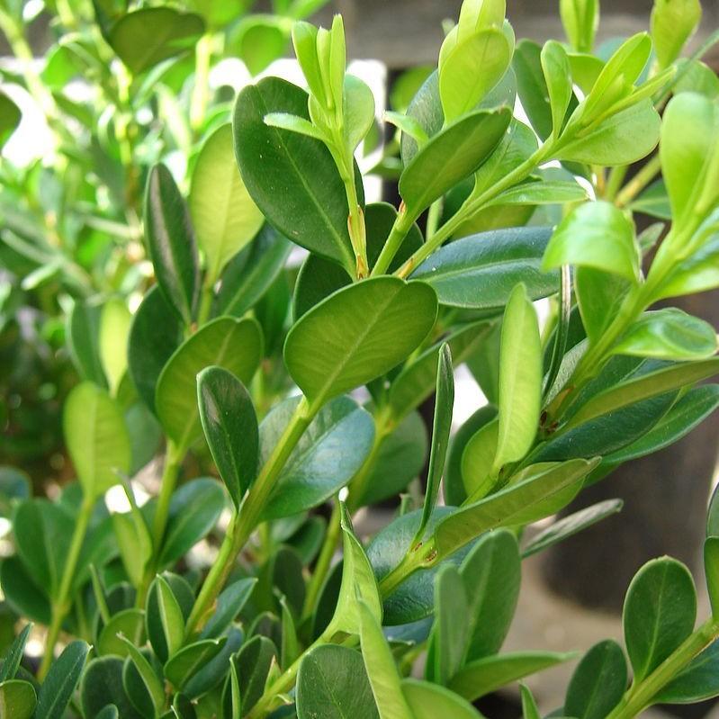 Buxus Microphylla 'little Missy' - View 30 from www redcrocus com