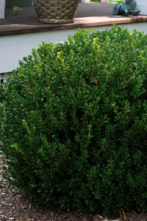 Buxus Microphylla 'little Missy' - View 31 from www redcrocus com