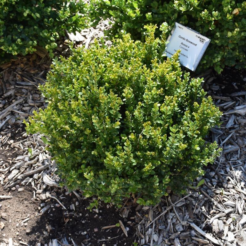 Buxus Microphylla 'little Missy' - View 35 from www redcrocus com
