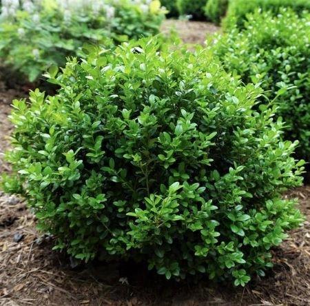 Buxus Microphylla 'little Missy' - View 36 from www redcrocus com