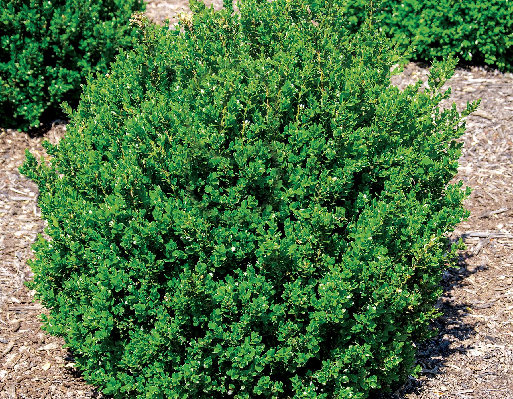 Buxus Microphylla 'little Missy' - View 37 from www redcrocus com