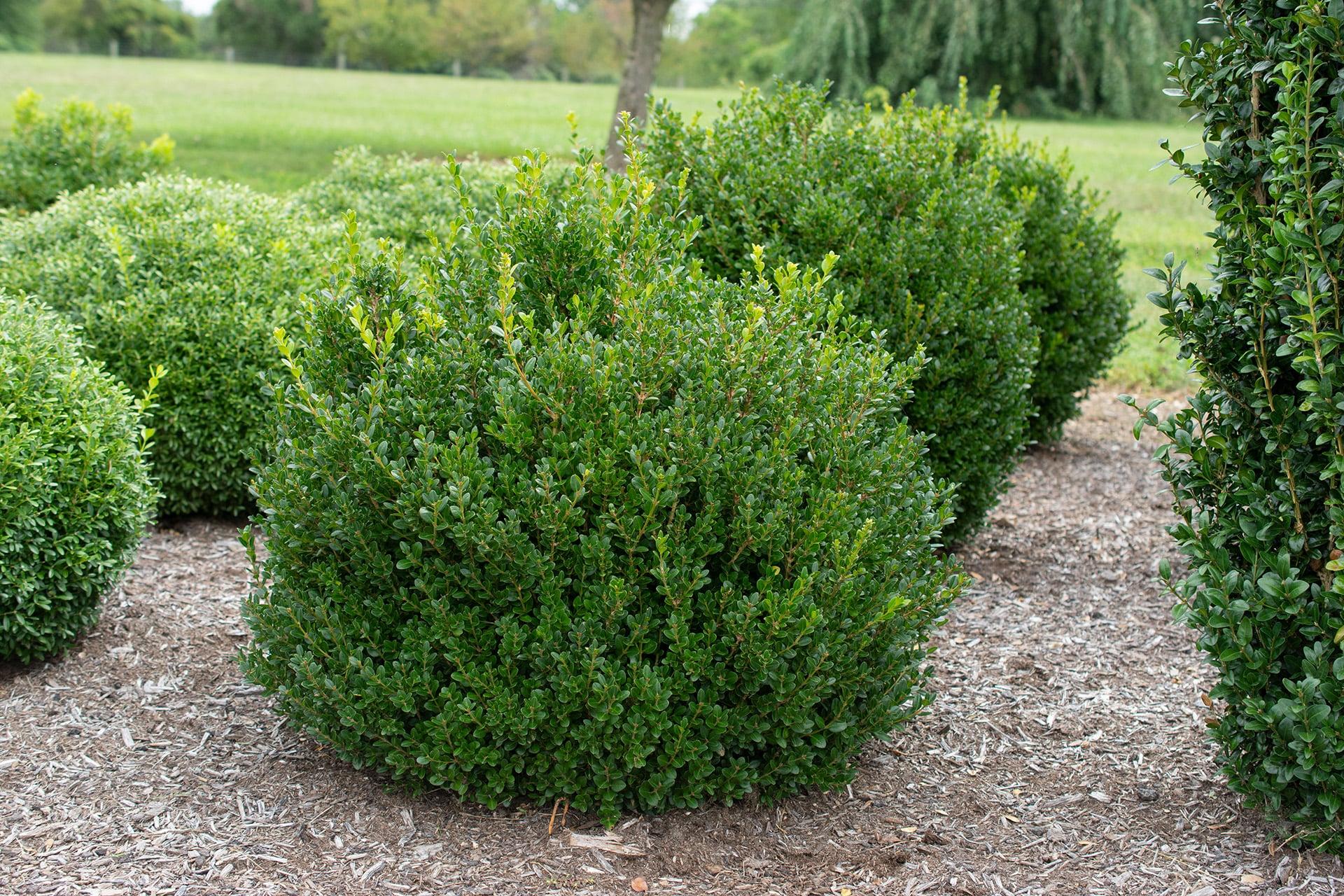 Buxus Microphylla 'little Missy' - View 3 from www redcrocus com